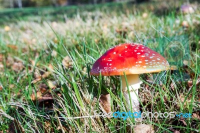 Fly Agaric Toadstool (amanita Muscaria) Stock Photo