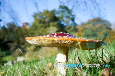 Fly Agaric Toadstool (amanita Muscaria) Stock Photo