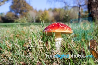 Fly Agaric Toadstool (amanita Muscaria) Stock Photo