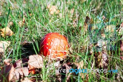 Fly Agaric Toadstool (amanita Muscaria) Stock Photo