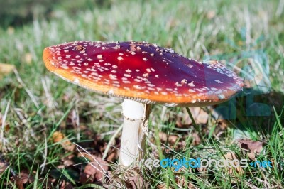 Fly Agaric Toadstool (amanita Muscaria) Stock Photo