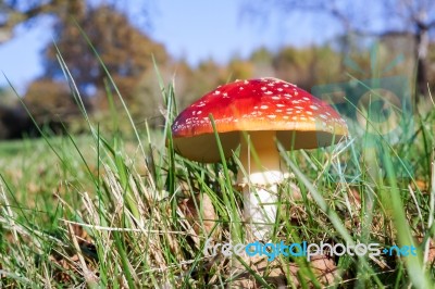 Fly Agaric Toadstool (amanita Muscaria) Stock Photo