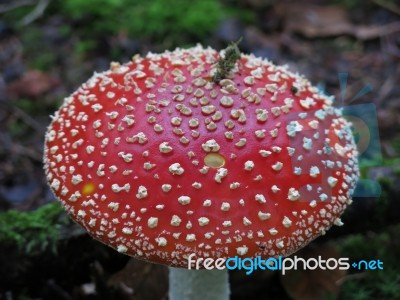 Fly Agaric's Head Stock Photo