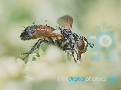 Fly Hoverflies Iin The Garden Closeup Stock Photo