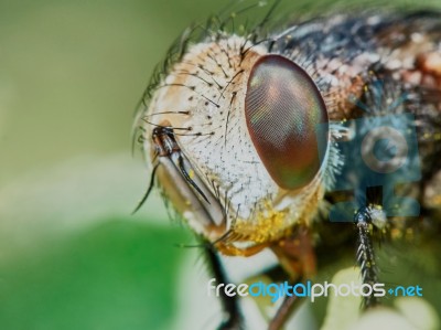 Fly Hoverflies Iin The Garden Closeup Stock Photo