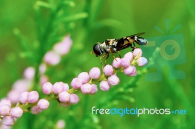 Fly Hoverflies On Flowering Tamarisk Stock Photo