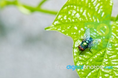 Fly In Green Nature Stock Photo