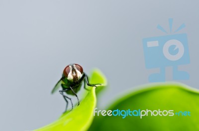 Fly In Leaf Stock Photo