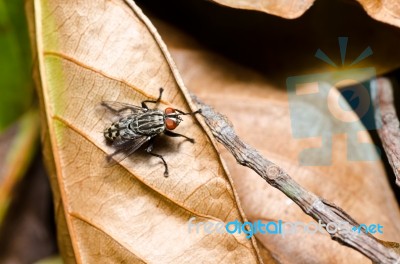 Fly In Leaf Stock Photo