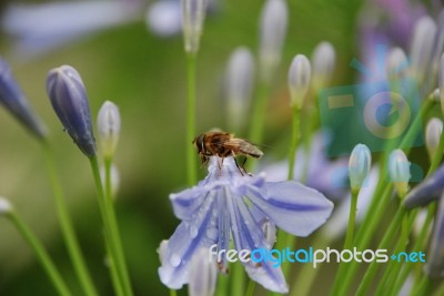 Fly On A Flower Stock Photo