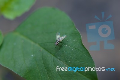 Fly On A Leaf Stock Photo