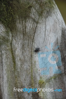 Fly On A Log Stock Photo