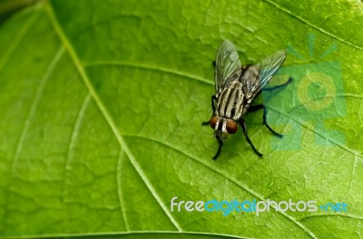 Fly On Green Leaf Stock Photo