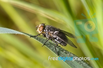 Fly On Top Of Leaf Stock Photo