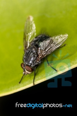 Fly On Top Of Leaf Stock Photo