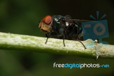 Fly Sit On Green Stick Stock Photo