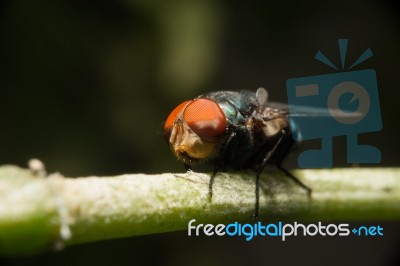 Fly Sit On Green Stick Stock Photo