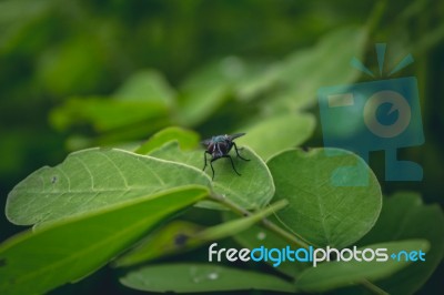 Fly Sitting On A Leaf Stock Photo