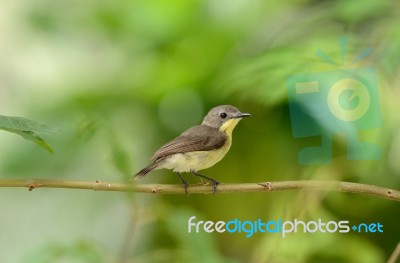 Flyeater Bird Stock Photo