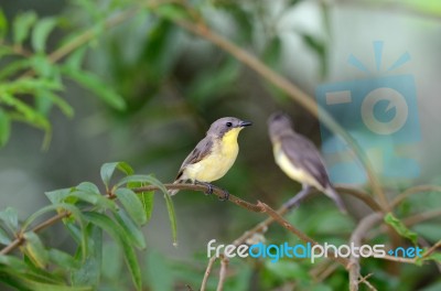 Flyeater Bird Stock Photo