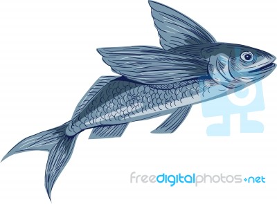 Flying Fish Drawing Stock Image