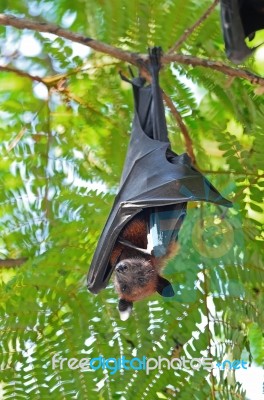 Flying Fox Stock Photo