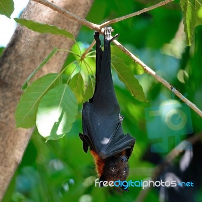 Flying Fox Stock Photo