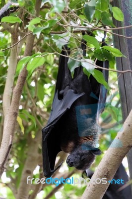 Flying Fox Bat (pteropus) Asleep At The Bioparc In Fuengirola Stock Photo