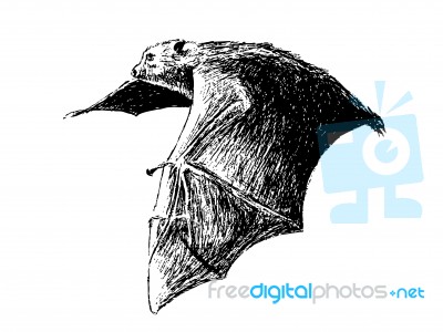 Flying Fruit Bat Stock Image