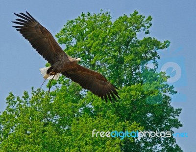 Flying Hawk Stock Photo