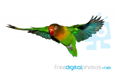 Flying Lovebird Stock Photo