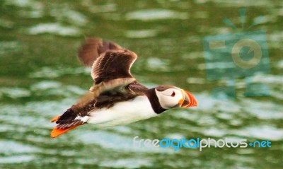 Flying Puffin Stock Photo