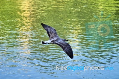 Flying Seagull Stock Photo