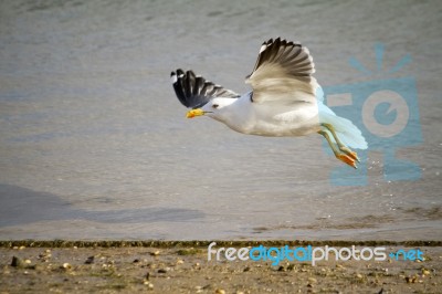 Flying Seagull Stock Photo