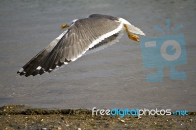 Flying Seagull Stock Photo