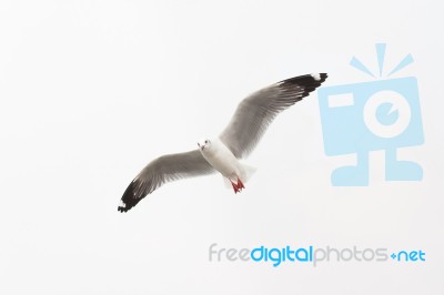 Flying Seagull On White Background Stock Photo