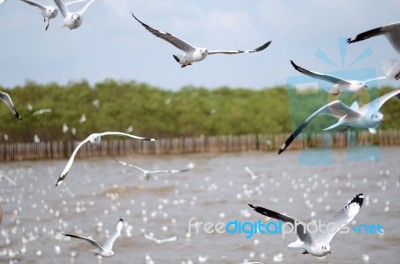 Flying Seagulls In Action At Bangpoo Stock Photo