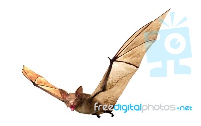 Flying Vampire Bat Isolated On White Background Stock Image