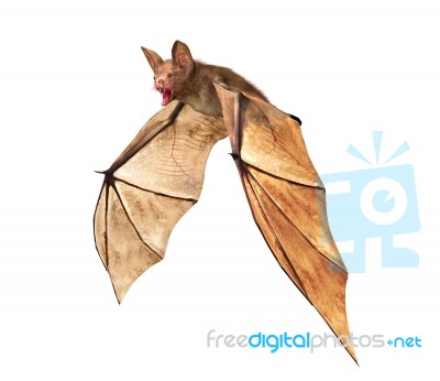 Flying Vampire Bat Isolated On White Background Stock Image