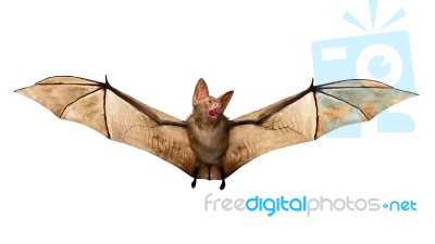 Flying Vampire Bat Isolated On White Background Stock Image