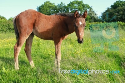 Foal Stock Photo