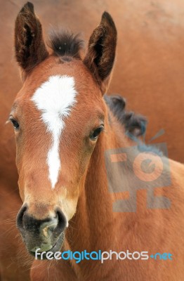 Foal Head Closeup Stock Photo