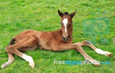 Foal Newborn Stock Photo