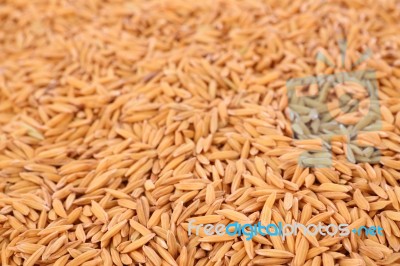 Focus Near Pile Raw Of Dry Paddy Grain Unmilled Rice Stock Photo