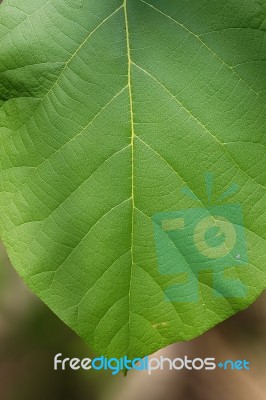 Focus Teak Leaf Stock Photo