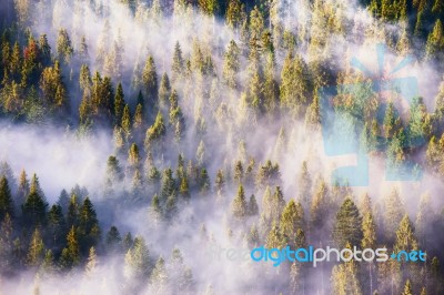 Fog And Sun Rays On The Pine And Fir Forest Stock Photo