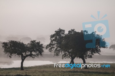 Foggy Countryside Stock Photo