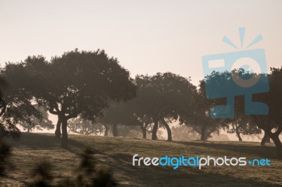 Foggy Countryside Stock Photo