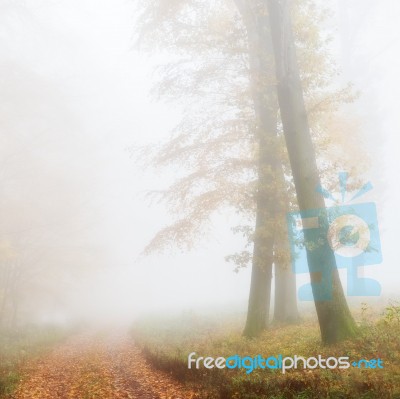 Foggy Forest Stock Photo