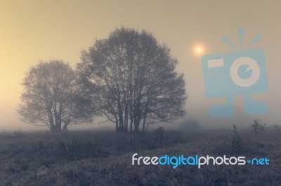 Foggy Twilight With Moon Stock Photo